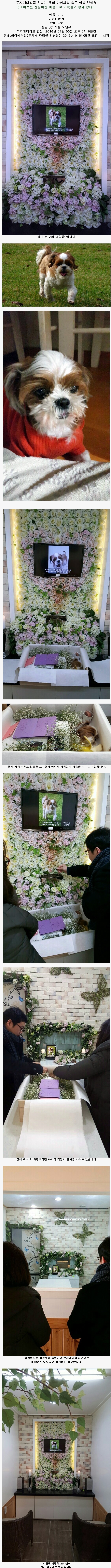 서울 노원구에서 오신 윤영욱님의 가족. 강아지 이구의 추모 갤러리입니다.